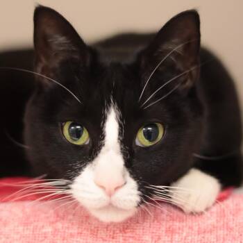 Domestic Short Hair Cats Available for Adoption in Philadelphia, Pennsylvania - Tiny | PetCurious