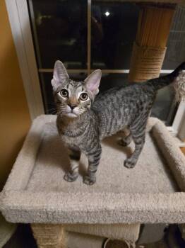 Doug -  Domestic Short Hair Cat for Adoption in St. Peters, Missouri - Doug | PetCurious