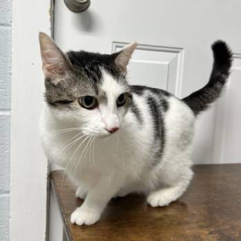 Bingus -  Domestic Short Hair Cat Available for Adoption in Newport, North Carolina - Bingus | PetCurious