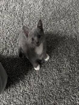 WYBIE -  Domestic Short Hair Cat for Adoption in Charlotte, North Carolina - WYBIE | PetCurious