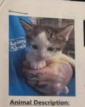 Domestic Short Hair Cats Available for Adoption in Fort Lupton, Colorado - Noir IL | PetCurious