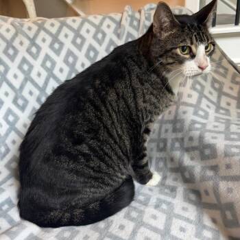 Domestic Short Hair Cats Available for Adoption in Lewisville, Texas - Buzz | PetCurious