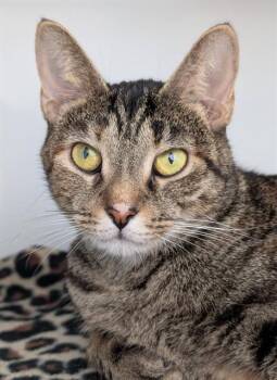 HAZEL -  Domestic Short Hair Cat for Adoption in Canfield, Ohio - HAZEL | PetCurious