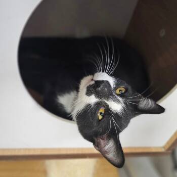 Rescue Domestic Short Hair Cats for Adoption in Laredo, Texas - Gavin | PetCurious