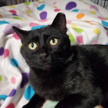 Rescue Domestic Short Hair Cats for Adoption in Marseilles, Illinois - Dexter | PetCurious