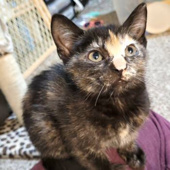 Rescue Domestic Short Hair Cats for Adoption in Houston, Texas - Raven | PetCurious