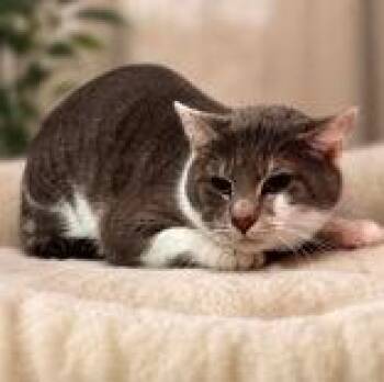 Barnaby -  Domestic Short Hair Cat for Adoption in Portsmouth, Ohio - Barnaby | PetCurious