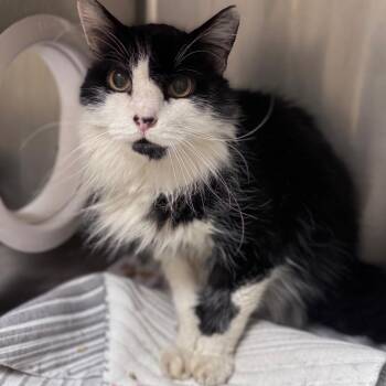 Domestic Medium Hair Cats Available for Adoption in Winston-salem, North Carolina - Fiddles | PetCurious
