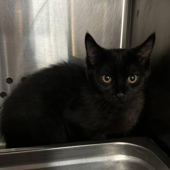 Cloud -  Domestic Short Hair Cat for Adoption in Denver, Colorado - Cloud | PetCurious