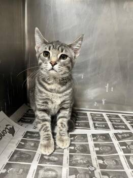 Rose -  Domestic Short Hair Cat for Adoption in Hopkinsville, Kentucky - Rose | PetCurious