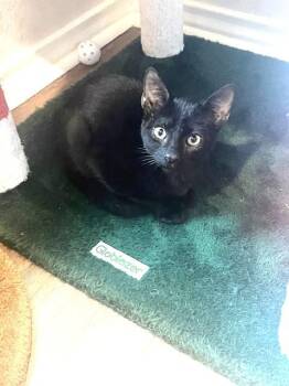 Rescue American Shorthair Cats for Adoption in Schertz, Texas - Mr Cheetoh | PetCurious