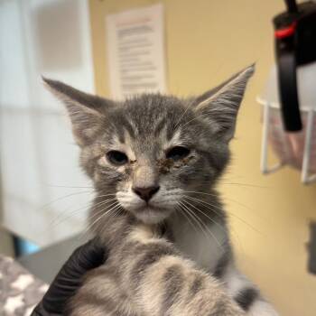 Willow -  Domestic Short Hair Cat for Adoption in Pasadena, California - Willow | PetCurious
