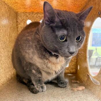 Domestic Short Hair Cats Available for Adoption - Estrella | PetCurious