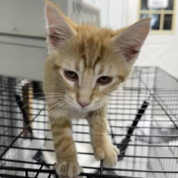 Owen Hunt -  Domestic Short Hair Cat for Adoption in Grinnell, Iowa - Owen Hunt | PetCurious