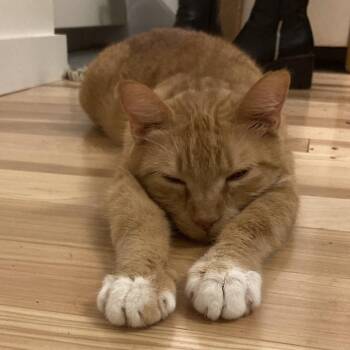 Ginger -  Domestic Short Hair Cat for Adoption in Morristown, Vermont - Ginger | PetCurious