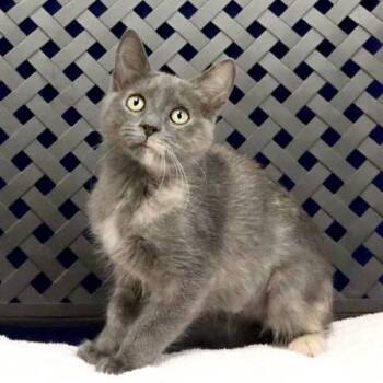 Lotus -  Domestic Short Hair Cat for Adoption in Fort Davis, Texas - Lotus | PetCurious