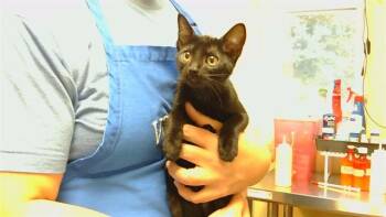 LUNA -  Domestic Short Hair Cat for Adoption in Cookeville, Tennessee - LUNA | PetCurious