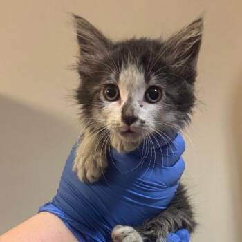 Pedro Pierogi -  Domestic Long Hair Cat for Adoption in Charlottesville, Virginia - Pedro Pierogi | PetCurious