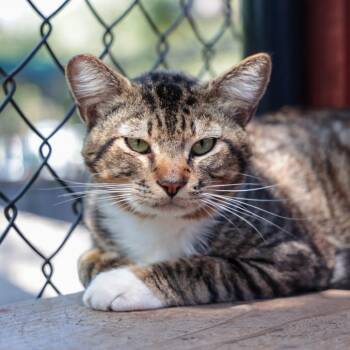 Domestic Short Hair Cats Available for Adoption in Goleta, California - Ghost Rider | PetCurious