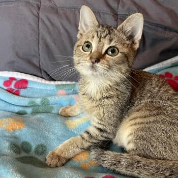 Domestic Short Hair and Tabby Cats Available for Adoption in Elmwood Park, Wisconsin - Brick | PetCurious
