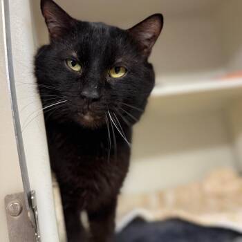 Domestic Short Hair Cats Available for Adoption - Moose | PetCurious