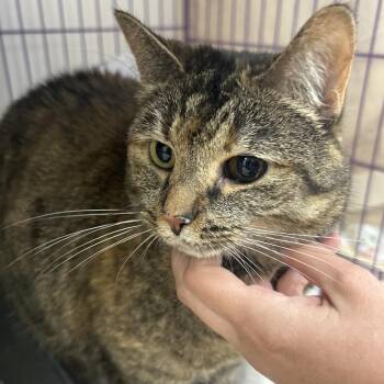 Lucy -  Domestic Short Hair Cat for Adoption in Bedford, New Hampshire - Lucy | PetCurious