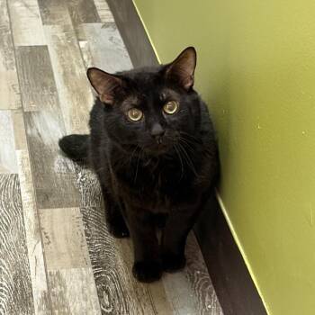 Thing -  Domestic Short Hair Cat for Adoption in Bloomington, Illinois - Thing | PetCurious