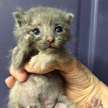 Rose -  Domestic Short Hair Cat for Adoption in San Antonio, Texas - Rose | PetCurious