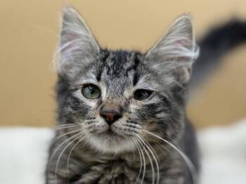 Cypher -  Domestic Medium Hair Cat for Adoption in Portland, Oregon - Cypher | PetCurious