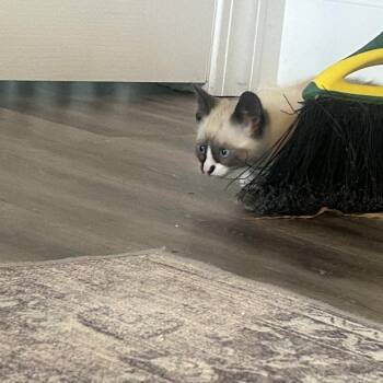 Domestic Short Hair Cats Available for Adoption in North Charleston, South Carolina - Sundae | PetCurious