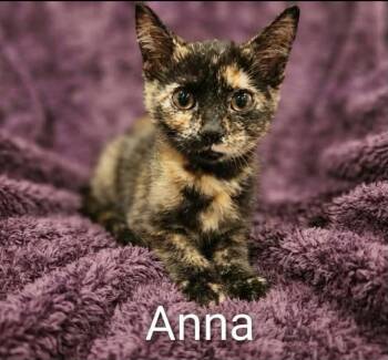 Anna -  Tortoiseshell Cat for Adoption in Wyandotte, Michigan - Anna | PetCurious