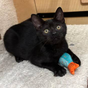 Cupcake -  Domestic Short Hair Cat for Adoption in Los Angeles, California - Cupcake | PetCurious