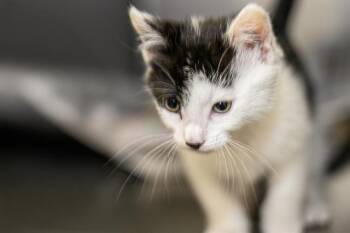 Domestic Short Hair Cats Available for Adoption in Charlotte, North Carolina - HAM | PetCurious