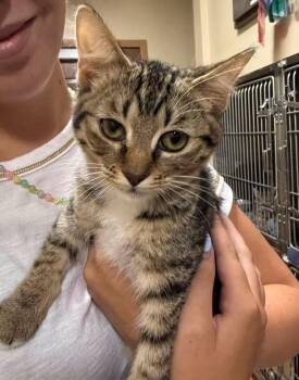 Kimber -  Domestic Short Hair Cat for Adoption in Little Rock, Arkansas - Kimber | PetCurious