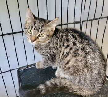 Rescue Domestic Short Hair Cats for Adoption in Anderson, Indiana - Fluffball | PetCurious