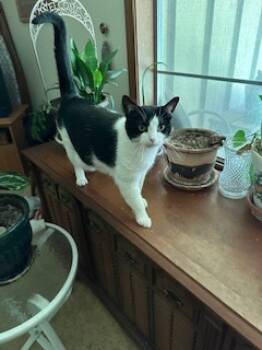 Rescue Domestic Short Hair Cats for Adoption in Valley Park, Oklahoma - Jolene | PetCurious