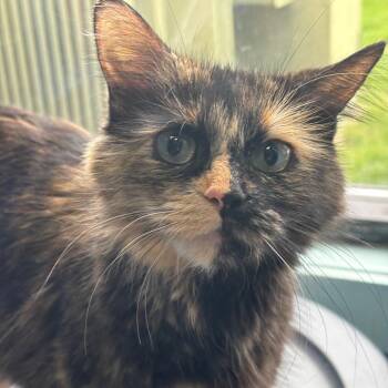 Domestic Long Hair Cats Available for Adoption in Walker, Michigan - Firecracker | PetCurious