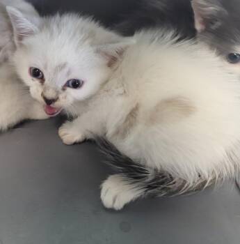 Kc40 -  Domestic Short Hair Cat for Adoption in Lawrenceville, Georgia - Kc40 | PetCurious