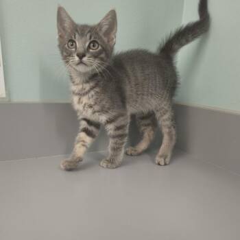 Hoover -  Domestic Short Hair Cat for Adoption in Knoxville, Tennessee - Hoover | PetCurious