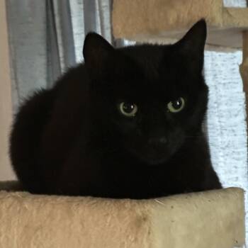 Boo -  Domestic Short Hair Cat for Adoption in Springfield, Oregon - Boo | PetCurious