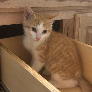 Magmar -  Domestic Short Hair Cat for Adoption in West Des Moines, Iowa - Magmar | PetCurious