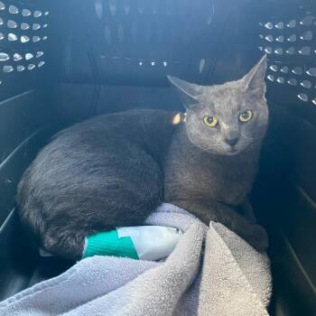 Domestic Short Hair Cats Available for Adoption in Los Angeles, California - Paddington | PetCurious