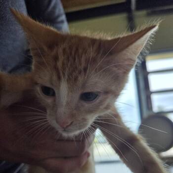 Domestic Short Hair Cats Available for Adoption in Leander, Texas - Elton | PetCurious