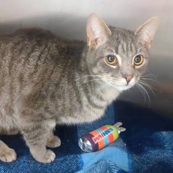 Domestic Short Hair Cats Available for Adoption in Springfield, Illinois - Sockum | PetCurious