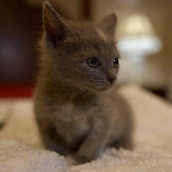 Rescue American Bobtail Cats for Adoption in Union, Missouri - Leroy Brown | PetCurious