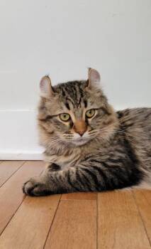 Exotic Shorthair and Domestic Short Hair Cats Available for Adoption in Montreal, Quebec - Bobine | PetCurious