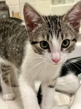 Sebastian -  Domestic Medium Hair Cat for Adoption in San Diego, California - Sebastian | PetCurious