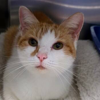 Rescue Domestic Short Hair Cats for Adoption in Huntsville, Alabama - Geneva | PetCurious