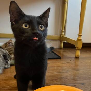 Domestic Short Hair Cats Available for Adoption - Big Dipper | PetCurious