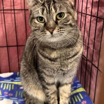 Domestic Short Hair Cats Available for Adoption in Mokena, Illinois - Ariel | PetCurious
